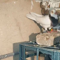 کبوتر ۳ عدد طوقی سبز طوقی الماسی|پرنده|گنبد کاووس, |دیوار