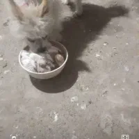 گم شده سگ|حیوانات|جیرفت, |دیوار