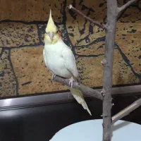 عروس هلندی ماده لوتینو هفت ماهه|پرنده|اسلام‌شهر, مظفریه|دیوار