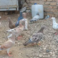 ۱۵ عدد کبوتر خطی