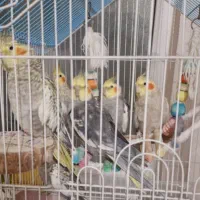 عروس هلندی|پرنده|اردبیل, |دیوار