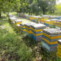 عسل طبیعی و تغذیه ژل رویال گرده گل، کره محلی