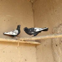 جفت کبوتر سینه سیا