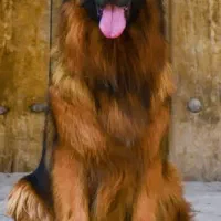 سگ ژرمن شولاین .ورک لاین. گارد