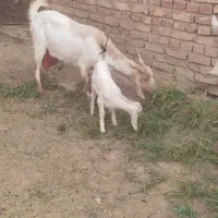 بز پاکستانی