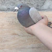 حراج|حراج|زرند, |دیوار