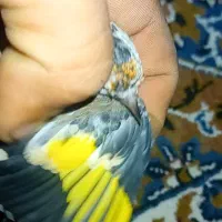 سهر|پرنده|خلخال, |دیوار