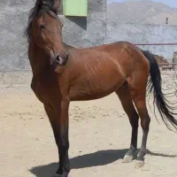 کره اسب