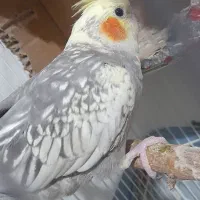 عروس هلندی جفت