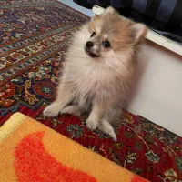 سگ پامر پرتغالی روباهی|سگ|شیروان (خراسان), |دیوار