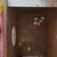 یک جفت کوتوله مولد