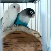 قعس بزرگ و یک جفت کوتوله