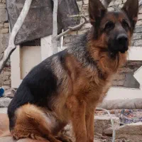 سگ ژرمن