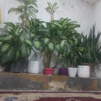 دیفن باخیا و سانسوریا