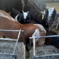 فروش هفت راس بز و کره محلی در شهربابک|حیوانات مزرعه|شهر بابک, |دیوار