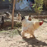 خروس ترکیبی براهما و امپراتور|حیوانات مزرعه|هشتگرد, فشند|دیوار