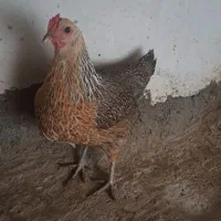 ویاندوت،وروک.لاکنزی،گلپایگان|حیوانات مزرعه|مشهد, ویلاشهر|دیوار