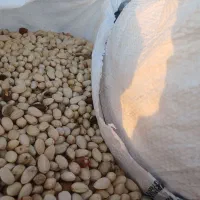 پسته پوک کمر آبی و زرده نخودو خریدارم نقد|خدمات باغبانی و درختکاری|بهمن, |دیوار