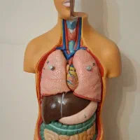 نیم تنه انسان|اسباب‌‌بازی|تهران, تهرانسر شرقی|دیوار