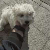 تیریر ۴ ماه