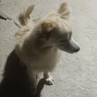 سگ پامرنر|سگ|بندرعباس, |دیوار