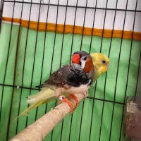 فنچ اروپایی کینگ