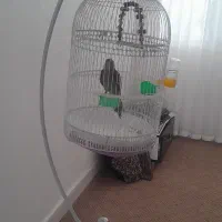 قفس پرنده یک هفته خریدم