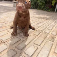 توله پیت بول