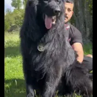 سگ ژرمن شولاین مو بلند وارداتی|سگ|جیرفت, |دیوار