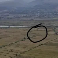 برنجزار