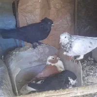 کفتر حراج|پرنده|سیمکان, |دیوار