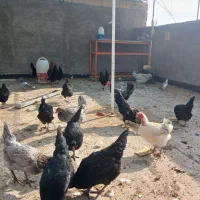 تخمه مرغ نطفه دار گلین لری|حیوانات مزرعه|اصفهان, گرکان|دیوار