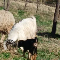 گیسه فروشی با بزغاله