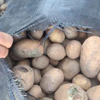 سیب گاوی فندقی دامی