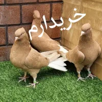 کفترسفیدنر اراکی و نر زرد و سرخ ماده دم سفید|پرنده|قم, نیروگاه|دیوار