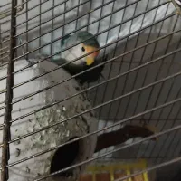 عروس برزیلی نر|پرنده|تهران, اتابک|دیوار