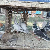 کفتر کبوتر پرش