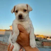 سگ شیترو تریر|سگ|گنبد کاووس, |دیوار