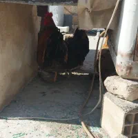 مرغ وخروس و اردک اسرائیلی و بوقلمون