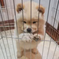 توله چاوچاو اصیل و نژاد دار سوپر فلت گریدA++