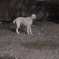 آلابای نر .10 ماهه|سگ|انبارآلوم, |دیوار