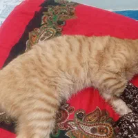 گربه دست شکسته|گربه|تهران, شوش|دیوار