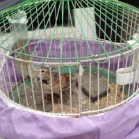 سهره خاکی نر شیراز نژاد خوب خوش قامت