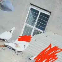 کبوتر گمشده نروماده