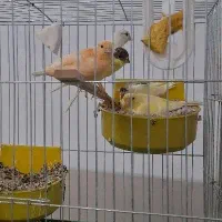 فروش قناری های خانگی