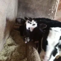 گوساله نر و ماده