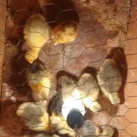 فروش ۱۱عدد جوجه غاز سالم و سرحال