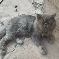 واگذاری گربه نژاد دار|گربه|تبریز, |دیوار