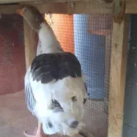 فروش یک عدد غاز محلی خوب