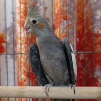 پرنده عروس هلندی